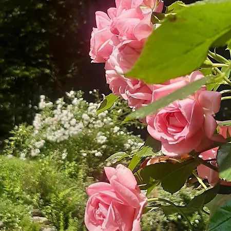 Stilvolle Forsthof-depandence Mit Service Daire *