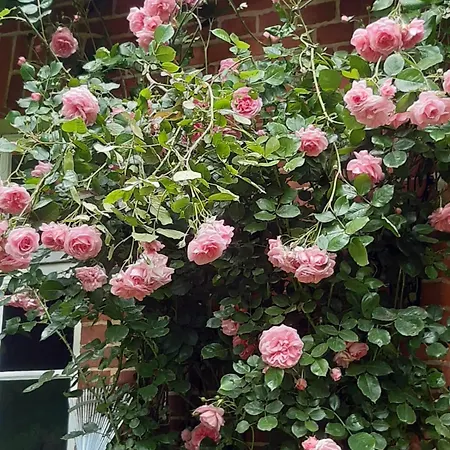 Stilvolle Forsthof-depandence Mit Service * Wriedel